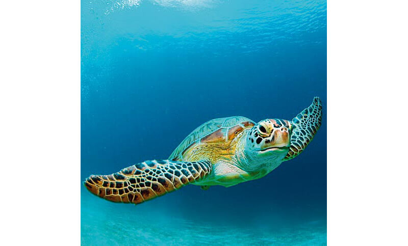 Sea Turtle Swimming in Ocean