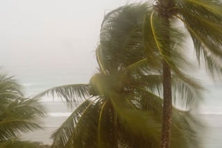 A palm tree blowing during a tropical storm.