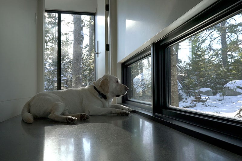 A Labrador looking out a Marvin Ultimate window to a snowy forest landscape.