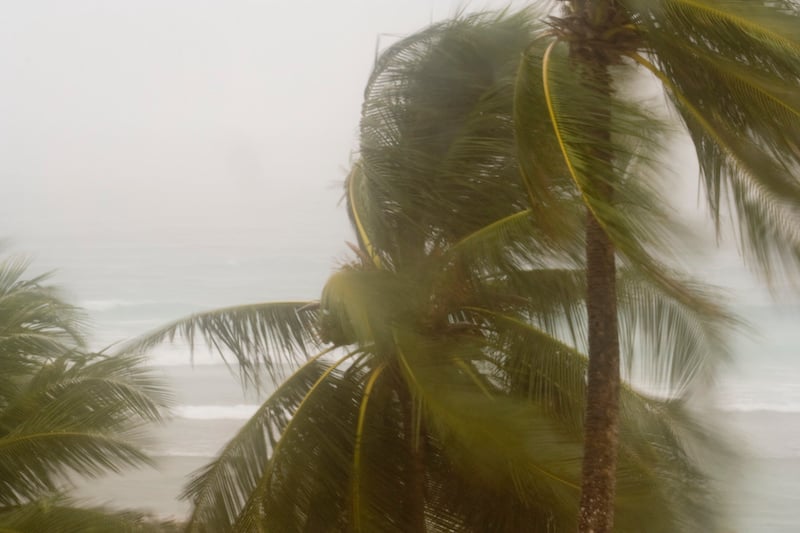 Palm trees blowing during a tropical storm.