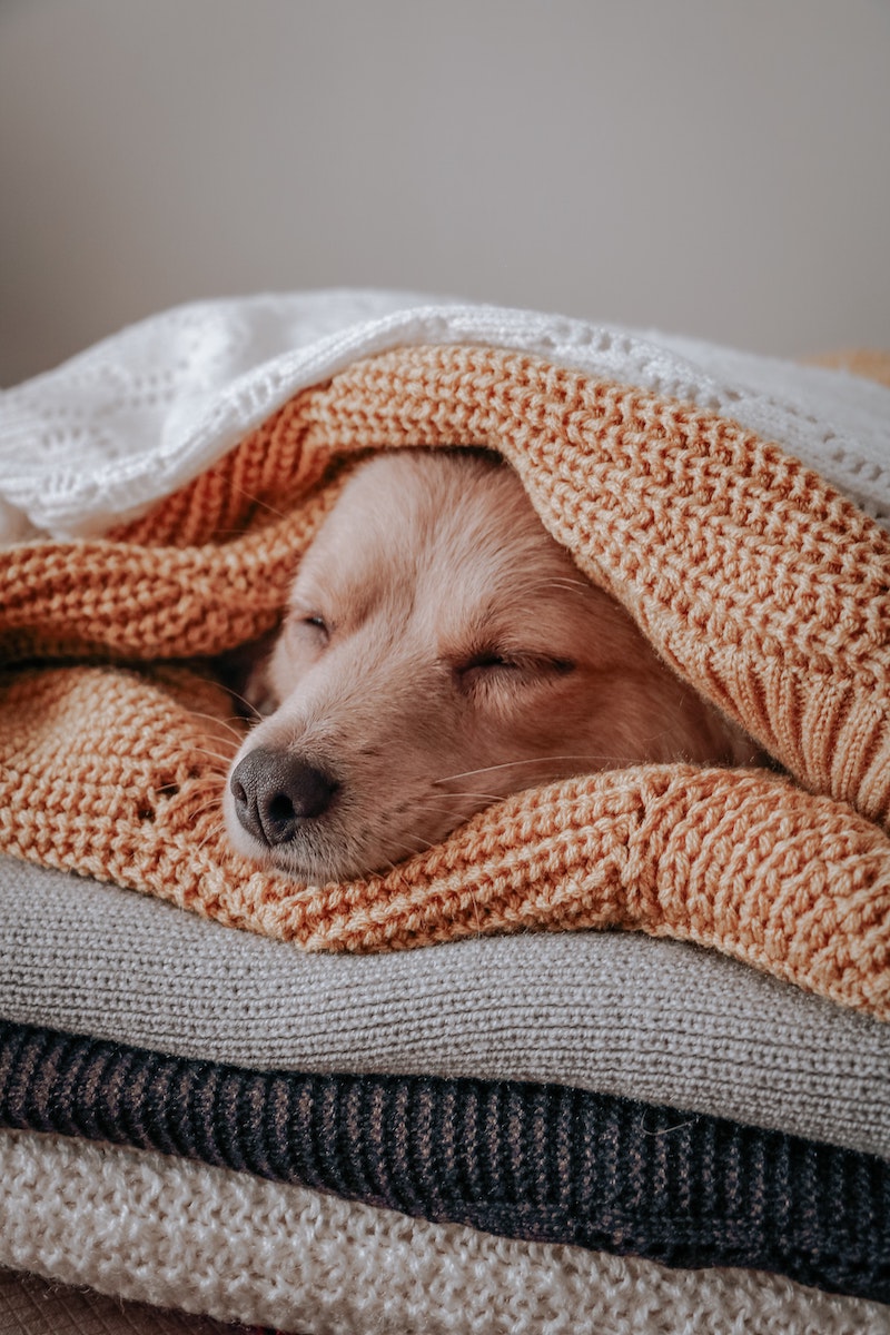A dog cuddled up in a pile of blankets.