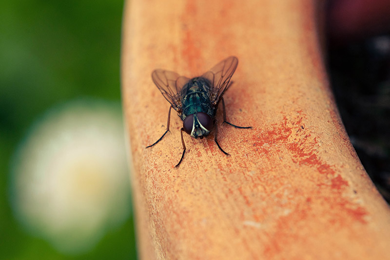 A fly on a banister.