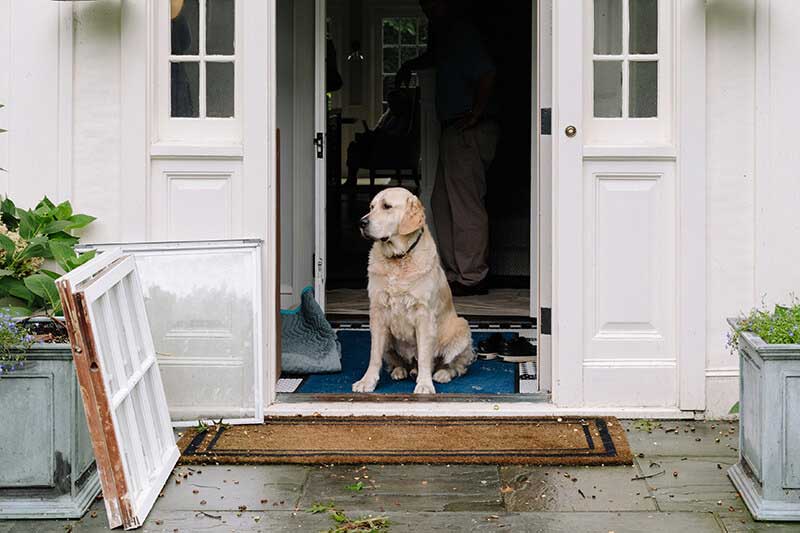 Dog standing in doorway during window replacement process.