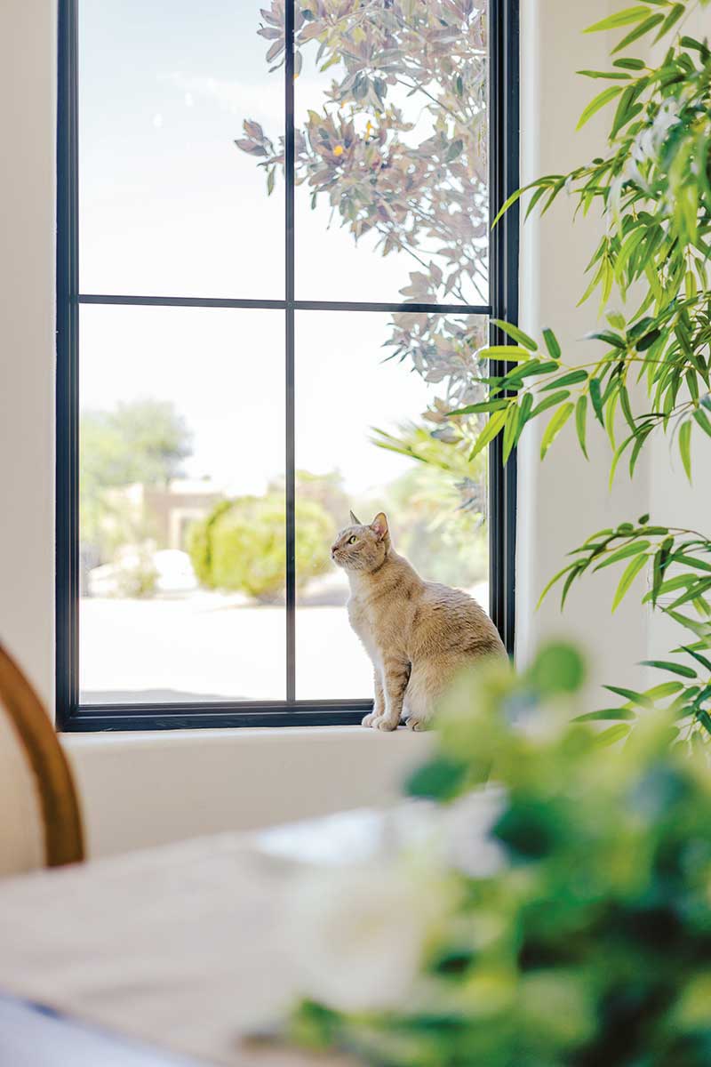 An orange cat perched on the window sill of a black Marvin picture window with simulated divided lites.